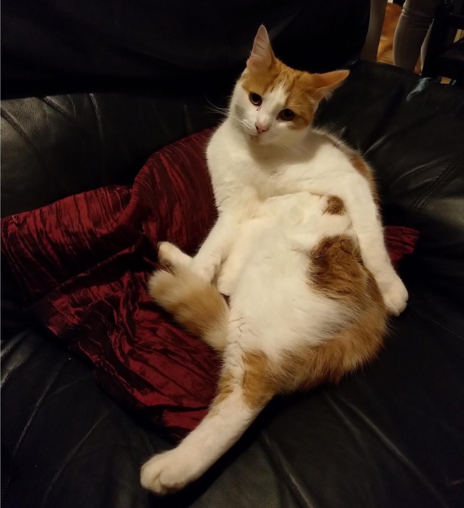 Casper relaxing on his favourite cushion